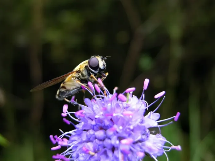Framed Print : Hoverfly - on flower. Nigula national park - Estonia Framed Print : Hoverfly - on flower. Nigula national park - Estonia
