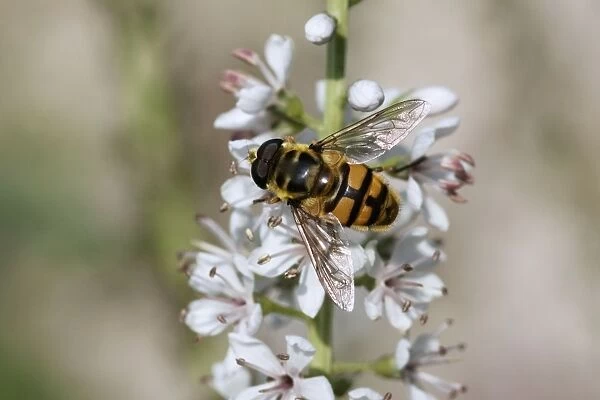 Hoverfly - on garden flower - Essex - UK IN000968