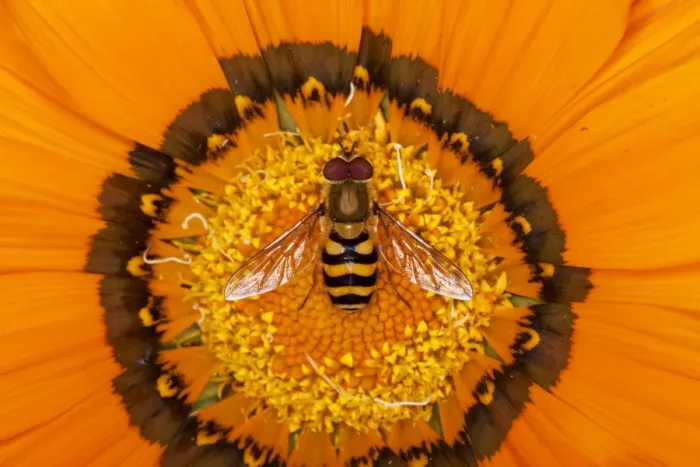 Framed Print : Hoverfly - on Gazania flower - Essex - UK IN000958 Framed Print : Hoverfly - on Gazania flower - Essex - UK IN000958