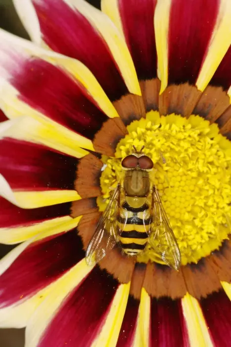 Framed Print : Hoverfly male on Gazania Flower Syrphus species Essex, UK IN001075 Framed Print : Hoverfly male on Gazania Flower Syrphus species Essex, UK IN001075