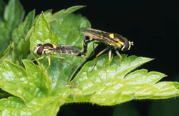 Hoverfly - pair mating UK