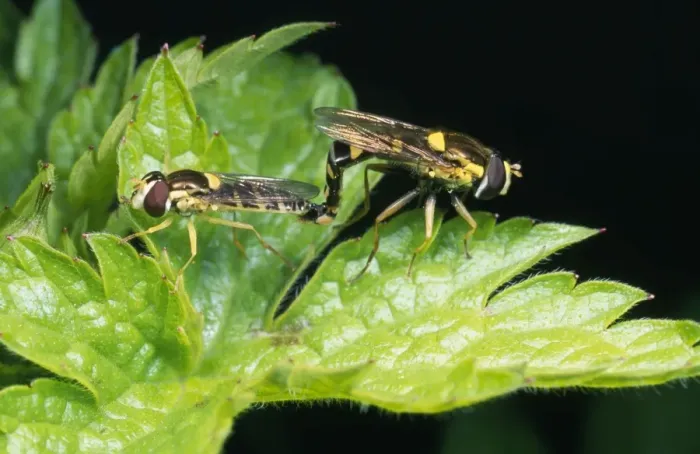 Framed Print : Hoverfly - pair mating UK Framed Print : Hoverfly - pair mating UK