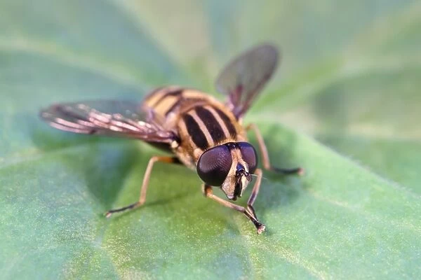 Hoverfly resting on leaf, Norfolk UK
