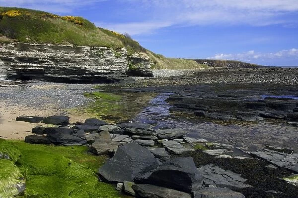 Howick Scar-at low tide, south of Craster, Northumberland NP, UK
