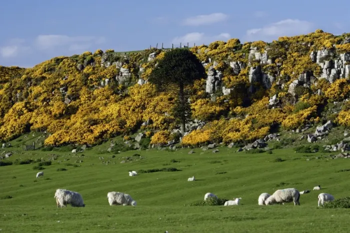 Framed Print : Howick Scar-flowering gorse in spring-time, south of Craster on the coast, Northumberland NP, UK Framed Print : Howick Scar-flowering gorse in spring-time, south of Craster on the coast, Northumberland NP, UK