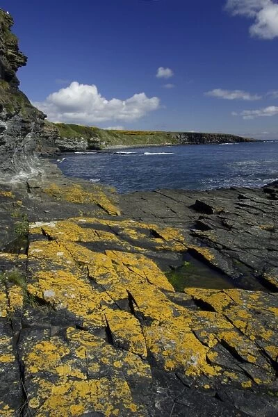 Howick Scar-lichen covered rocks on coastline, south of Craster, Northumberland NP, UK