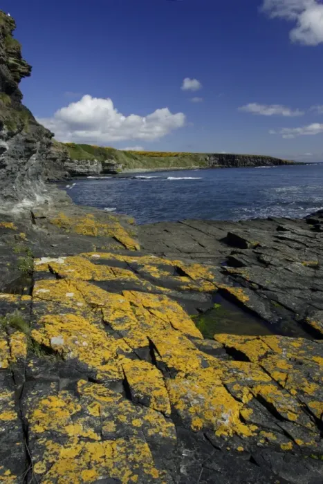 Framed Print : Howick Scar-lichen covered rocks on coastline, south of Craster, Northumberland NP, UK Framed Print : Howick Scar-lichen covered rocks on coastline, south of Craster, Northumberland NP, UK