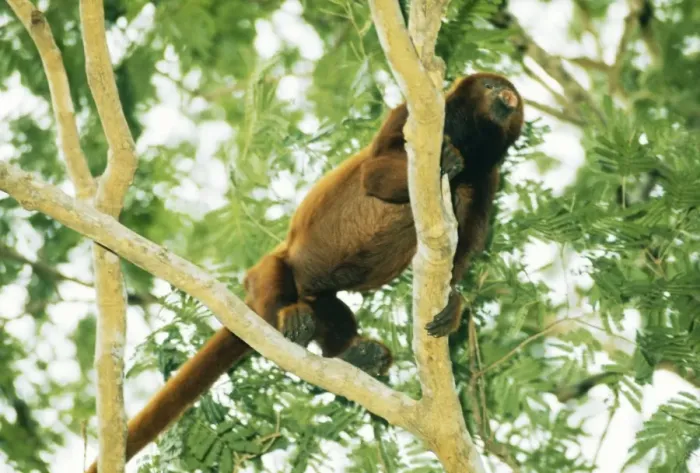Framed Print : Howler Monkey AW 1348 Llanos, Venezuela © Adrian Warren / ARDEA LONDON Framed Print : Howler Monkey AW 1348 Llanos, Venezuela © Adrian Warren / ARDEA LONDON