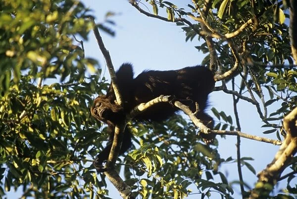 Howler Monkey Belize