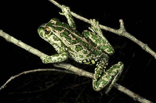 HRD00058. AUS-921. Spotted-thighed frog - climbing on branches.