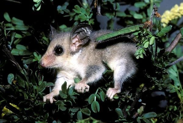 HRD00326. AUS-937. Western pygmy possum (Mundarda) 