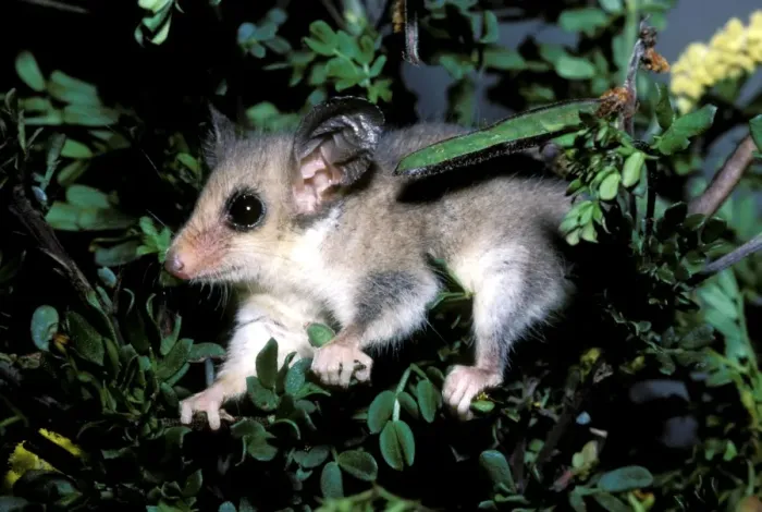 Framed Print : HRD00326. AUS-937. Western pygmy possum (Mundarda) (Cercartetus concinnus) Framed Print : HRD00326. AUS-937. Western pygmy possum (Mundarda) (Cercartetus concinnus)