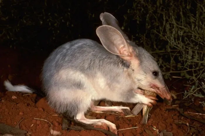 Framed Print : HRD00570. AUS-944. Greater bilby (Macrotis lagotis) eating prey (grasshopper / locust) Framed Print : HRD00570. AUS-944. Greater bilby (Macrotis lagotis) eating prey (grasshopper / locust)