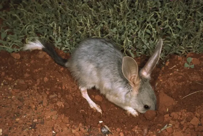 Framed Print : HRD00572. AUS-946. Greater bilby (Macrotis lagotis) digging for food Framed Print : HRD00572. AUS-946. Greater bilby (Macrotis lagotis) digging for food