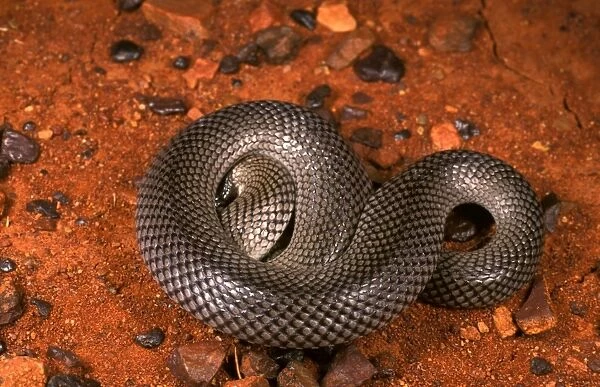 HRD01120. AUS-960. Curl or Myall snake - defensive pose.