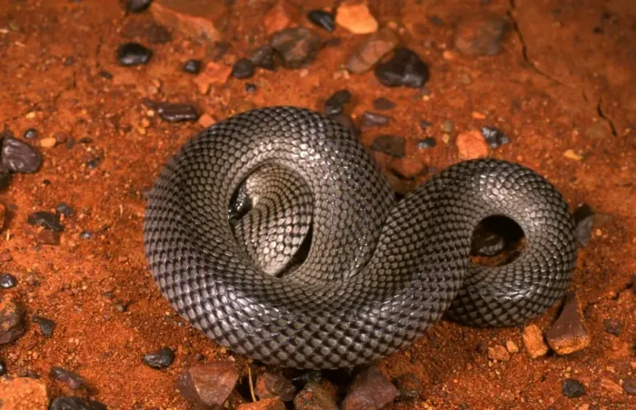 Framed Print : HRD01120. AUS-960. Curl or Myall snake - defensive pose. Framed Print : HRD01120. AUS-960. Curl or Myall snake - defensive pose.