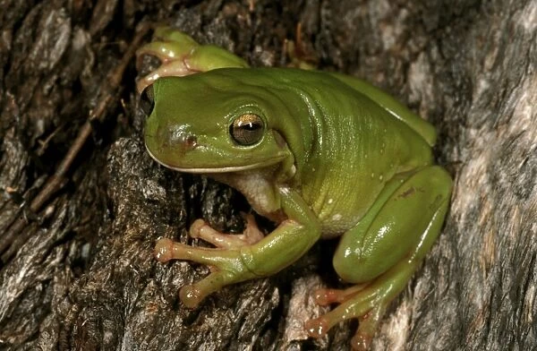 HRD01146. AUS-962. Green  /  Whites treefrog