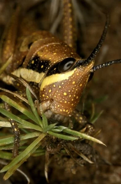HRD01281. AUS-966. Chameleon grasshopper - male,