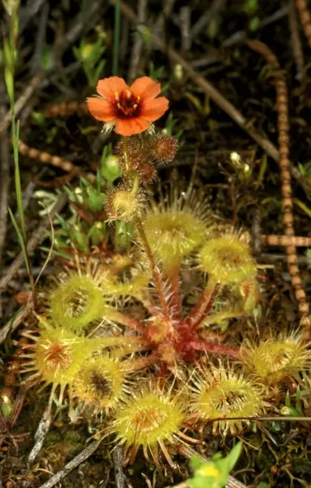 Framed Print : HRD01318. AUS-968. Sundew - Lake King, Western Australia Framed Print : HRD01318. AUS-968. Sundew - Lake King, Western Australia