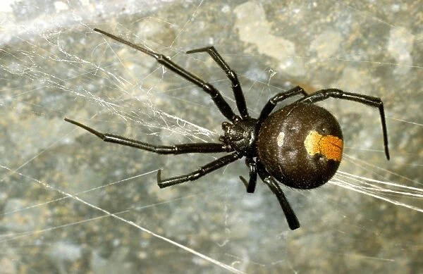 HRD01530. AUS-973. Redback spider. Dongara, Western Australia