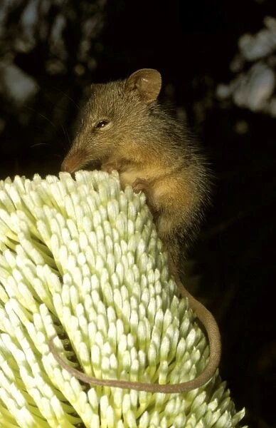 HRD01532. AUS-974. Honey possum (Tarsipes rostratus) Hopetoun, Western Australia