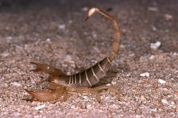 HRD01675. AUS-975. Scorpion (fam. Scorpionidae)