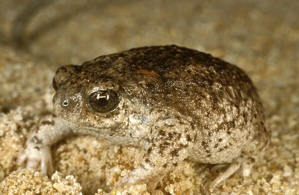HRD02347. AUS-983. Sandhill frog. 1 kms of False Entrance Well, Western australia