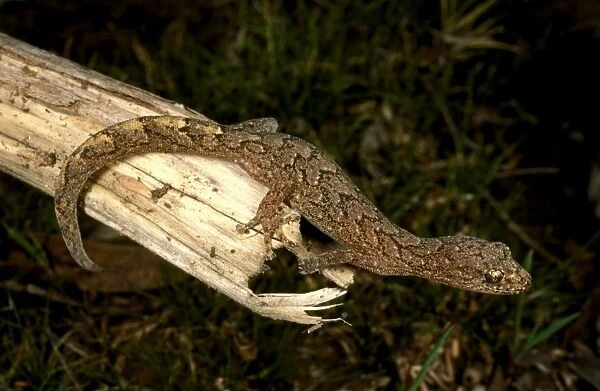 HRD02468. AUS-984. Marbled gecko - on log showing elegant markings.