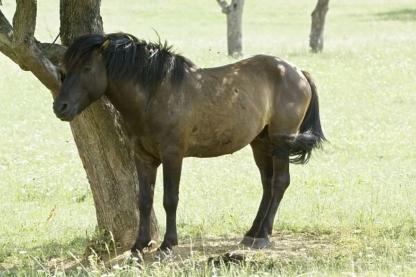 Hucul Pony - Standing in shade of tree - Bukk National Park - Hungary