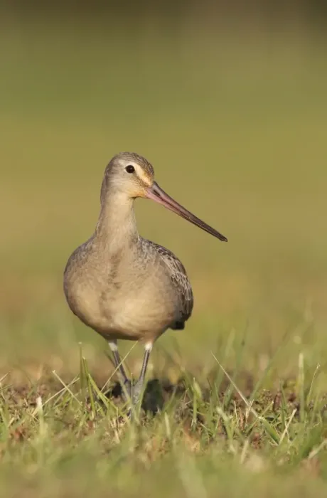 Framed Print : Hudsonian Godwit - first winter Non-breeding plumage - November in CT. USA