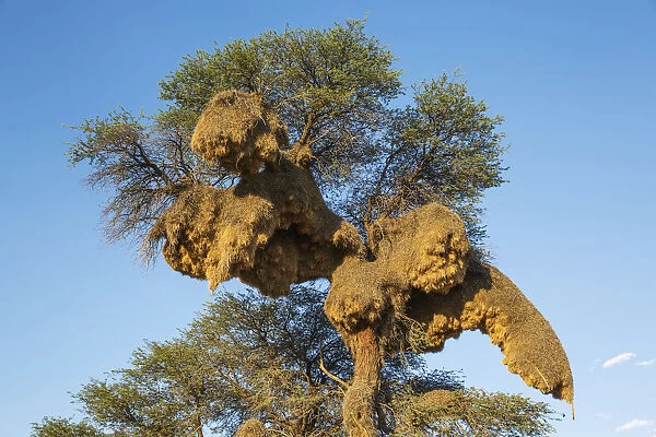 Huge communal nest of Sociable Weavers in a camelthorn
