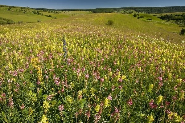Huge flowery Transylvanian grasslands, with yellow rattle, sainfoin, ox-eye daisy etc near Roades, central Romania