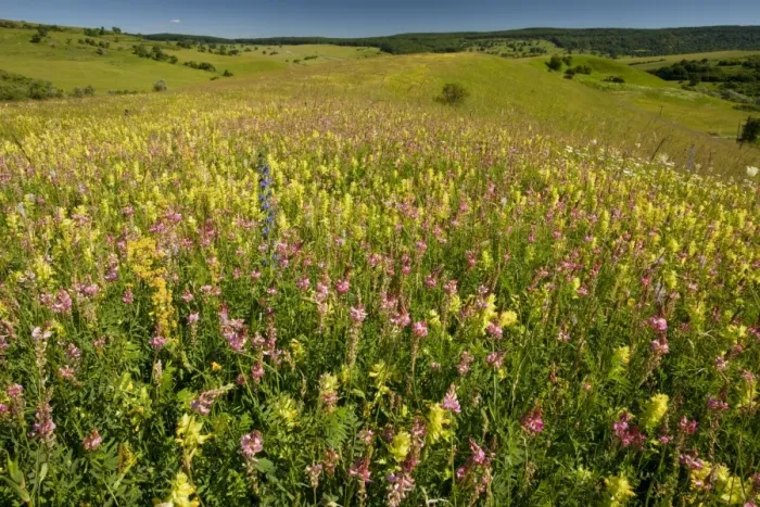 Framed Print : Huge flowery Transylvanian grasslands, with yellow rattle, sainfoin, ox-eye daisy etc near Roades, central Romania Framed Print : Huge flowery Transylvanian grasslands, with yellow rattle, sainfoin, ox-eye daisy etc near Roades, central Romania