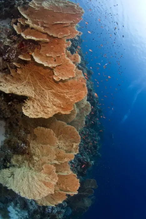 Framed Print : Huge Gorgonian Sea Fans - Jackson Reef - Tiran - Egypt Framed Print : Huge Gorgonian Sea Fans - Jackson Reef - Tiran - Egypt