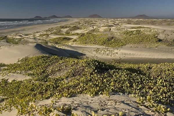 Huge sand dune system on Cape St. Quintin / Cabo San Quintin, west coast of Baja California, Mexico. Extinct volcanoes in the distance. Wild area, threatened with development. Main vegetation is sand verbena (Abronia maritima)