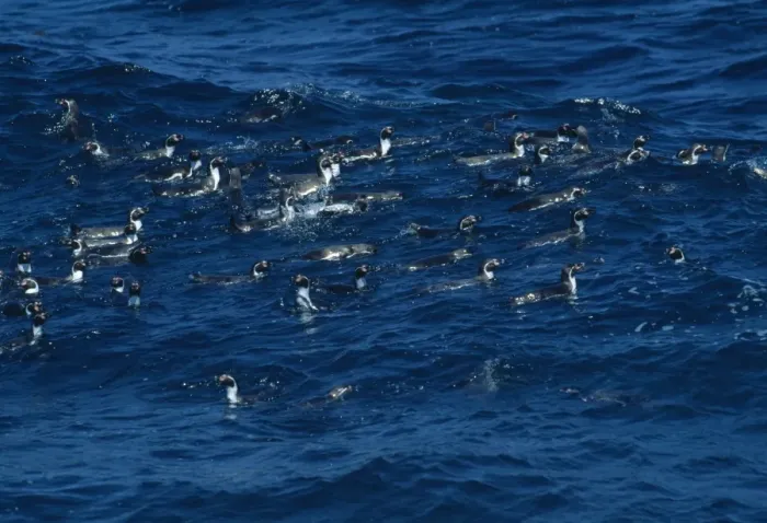 Framed Print : Humboldt Penguin - Group swimming - Pajaros Island - Chile - Peru to Chile JPF42573 Framed Print : Humboldt Penguin - Group swimming - Pajaros Island - Chile - Peru to Chile JPF42573