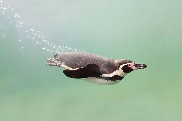 Humboldt Penguin - swimming underwater - National Seal Sanctuary - Cornwall - UK