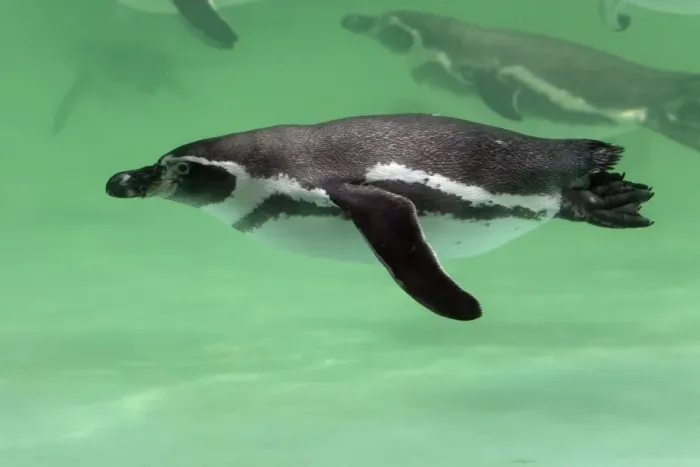 Framed Print : Humboldt Penguin - swimming under water, Lower Saxony, Germany Framed Print : Humboldt Penguin - swimming under water, Lower Saxony, Germany