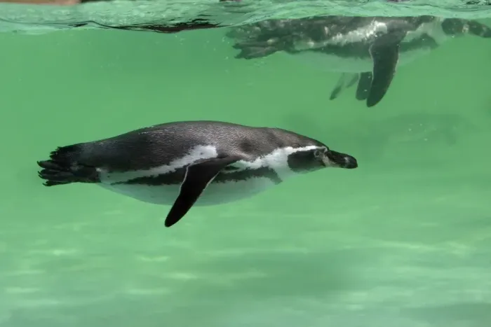 Framed Print : Humboldt Penguin - swimming under water, Lower Saxony, Germany Framed Print : Humboldt Penguin - swimming under water, Lower Saxony, Germany
