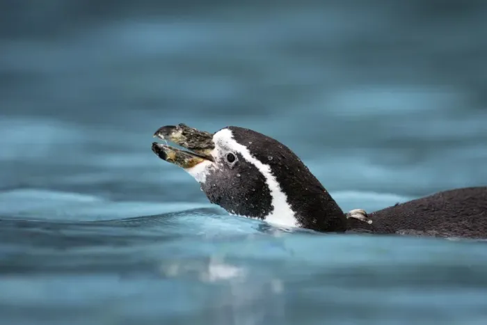 Framed Print : Humboldt Penguin - in water Framed Print : Humboldt Penguin - in water
