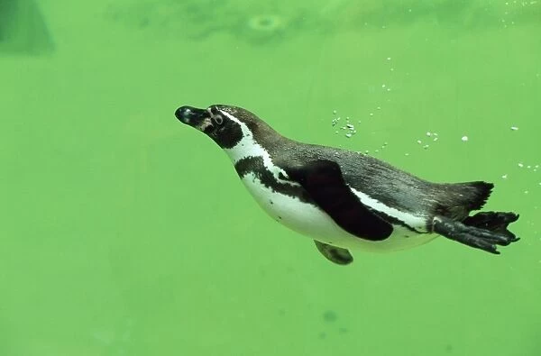 Humboldt  /  Peruvian Penguin