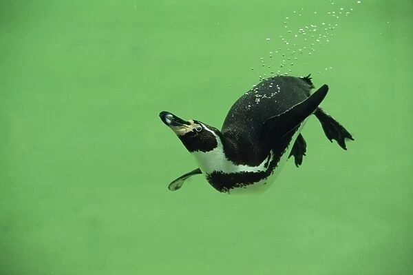 Humboldt  /  Peruvian Penguin - underwater