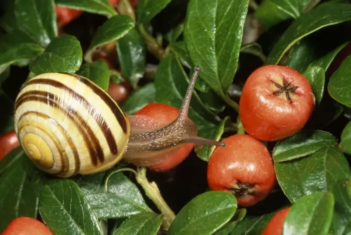 Framed Print : Humbug Snail / White-lipped Banded - on fruit - UK Framed Print : Humbug Snail / White-lipped Banded - on fruit - UK