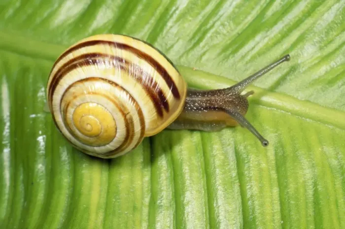 Framed Print : Humbug Snail / White-lipped Banded - UK Framed Print : Humbug Snail / White-lipped Banded - UK