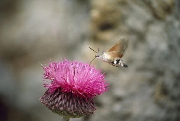 Humming-bird Hawk Moth