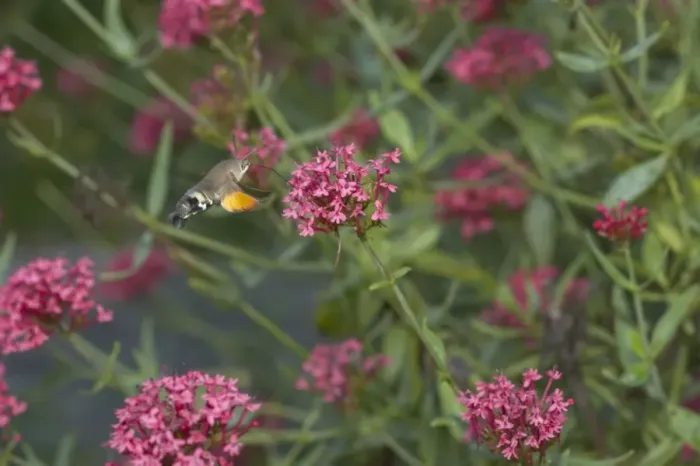 Framed Print : Hummingbird Hawk Moth - Feeding on Valerian Flower Macroglossum stellatarum Essex, UK IN000504 Framed Print : Hummingbird Hawk Moth - Feeding on Valerian Flower Macroglossum stellatarum Essex, UK IN000504