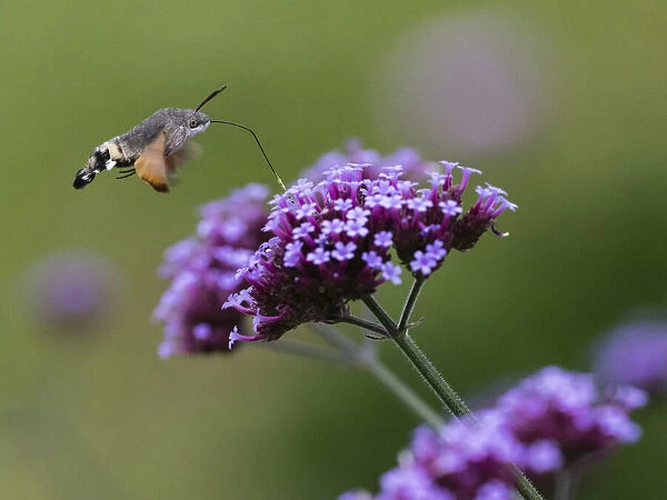 Hummingbird Hawk-moth, in flight with extended proboscis, feeding on common verbana flower in garden, Hessen, Germany