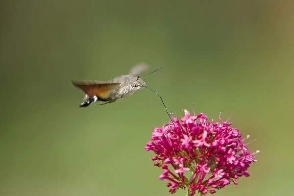 Hummingbird Hawkmoth - in flight - feeding on Valerian Flower Essex, UK IN000976