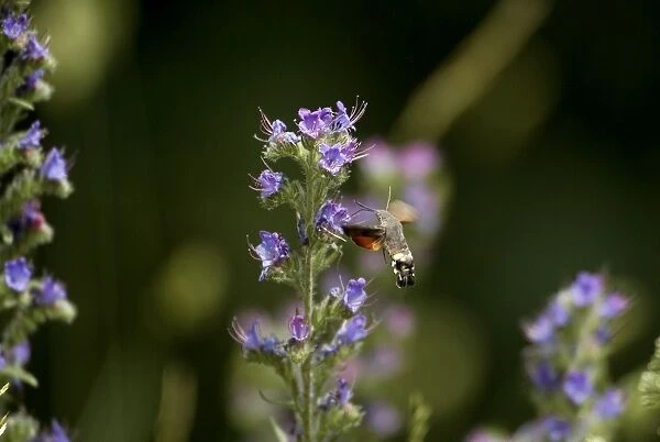 Hummingbird Hawkmoth - In flight feeding on Vipers Bugloss. Pyrenees, Southern Europe