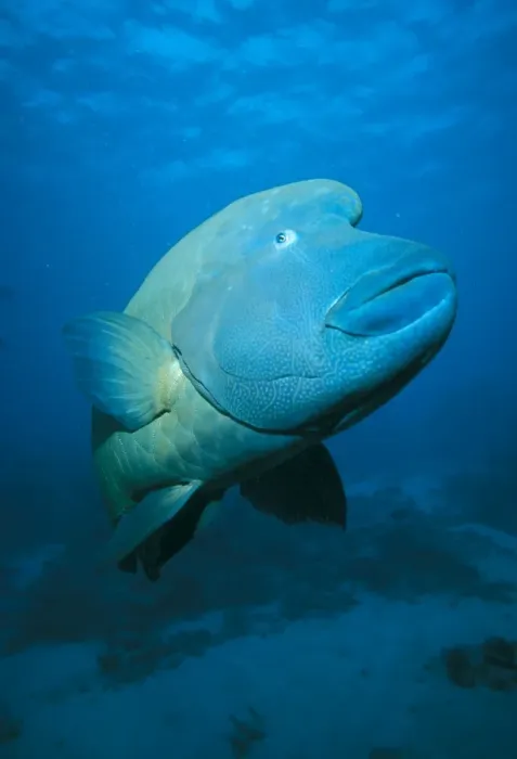 Framed Print : Hump-headed Maori Wrasse Great Barrier Reef, Queensland, Australia SPE00488 Framed Print : Hump-headed Maori Wrasse Great Barrier Reef, Queensland, Australia SPE00488